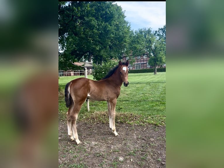 Oldenburg-International (OS) Stallion  Brown in Gilten