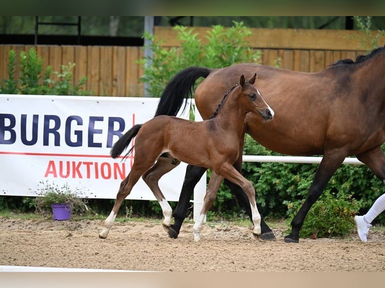Oldenburg-International (OS) Stallion Foal (01/2026) Brown in Helferskirchen