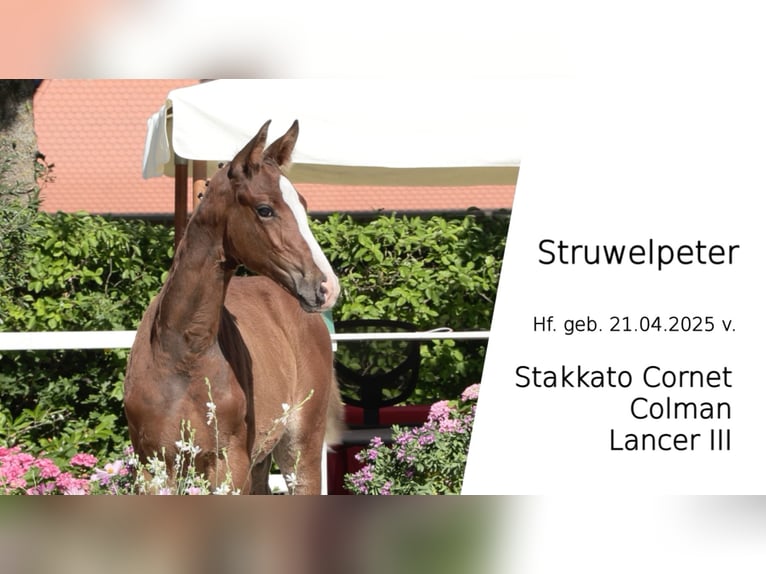 Oldenburg-International (OS) Stallion Foal (04/2025) Brown in Kirchdorf