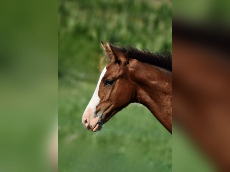 Oldenburg-International (OS) Stallion Foal (04/2025) Brown in Kirchdorf