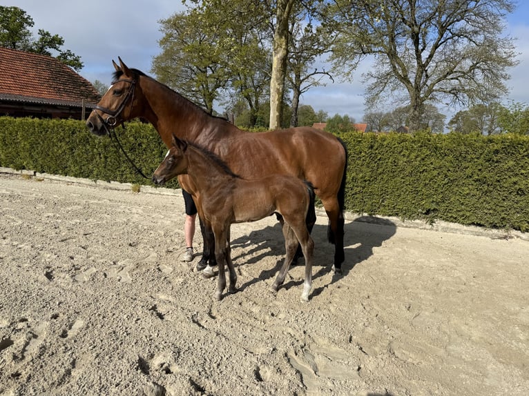 Oldenburg-International (OS) Stallion Foal (03/2026) Brown in Hörstel
