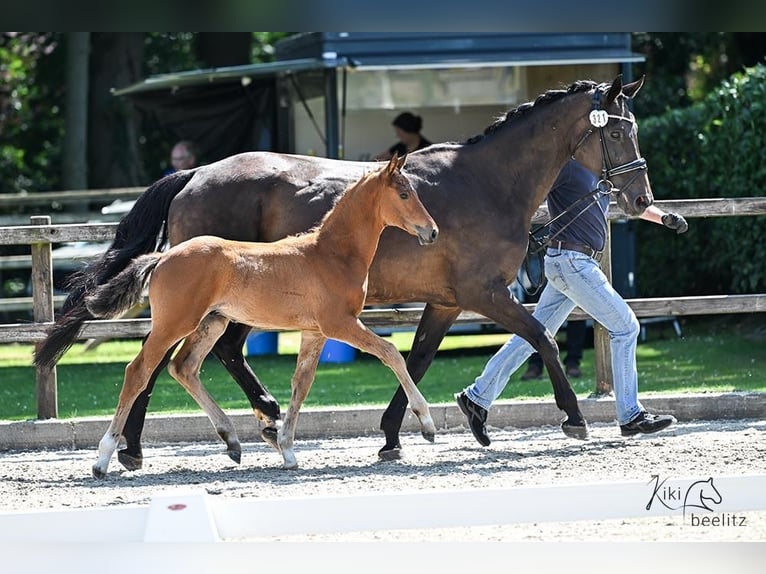 Oldenburg-International (OS) Stallion Foal (04/2025) Brown in L&#xF6;ningen