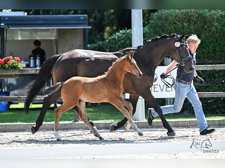 Oldenburg-International (OS) Stallion Foal (04/2025) Brown in L&#xF6;ningen