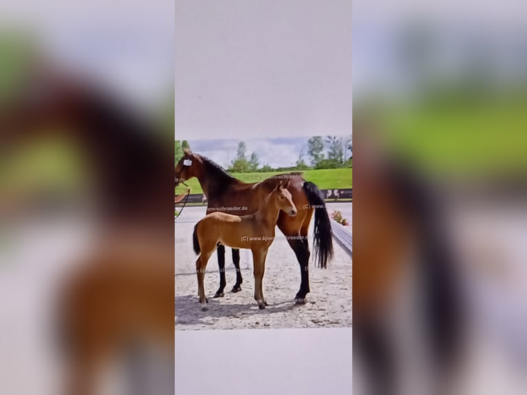 Oldenburg-International (OS) Stallion Foal (04/2025) Brown in Neubarnim