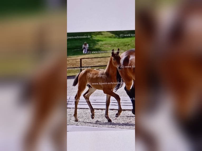 Oldenburg-International (OS) Stallion Foal (04/2025) Brown in Neubarnim