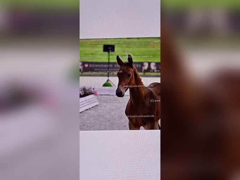 Oldenburg-International (OS) Stallion Foal (04/2025) Brown in Neubarnim
