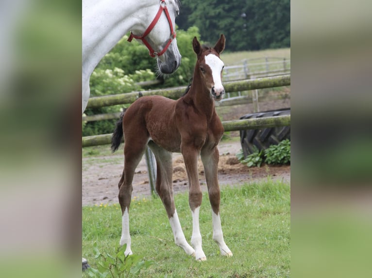 Oldenburg-International (OS) Stallion  Brown in Seedorf