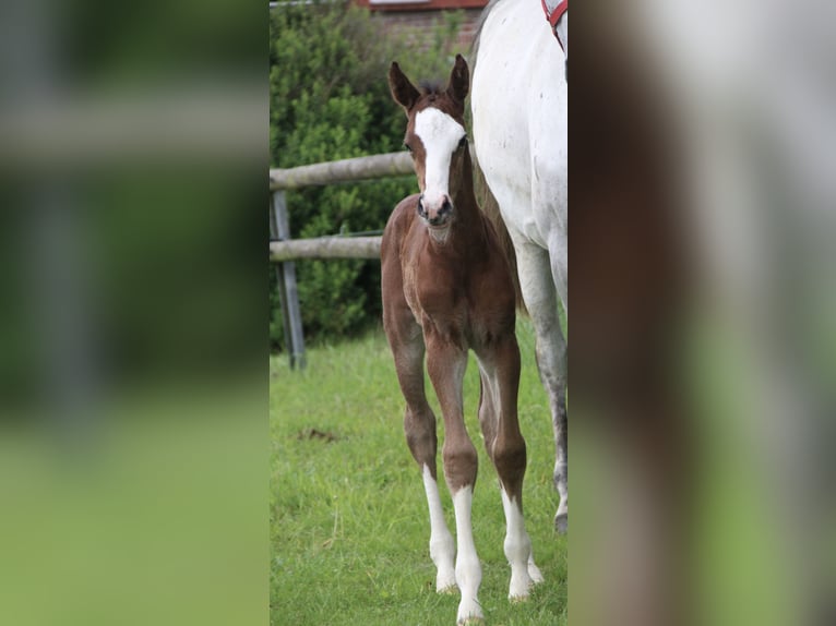Oldenburg-International (OS) Stallion  Brown in Seedorf
