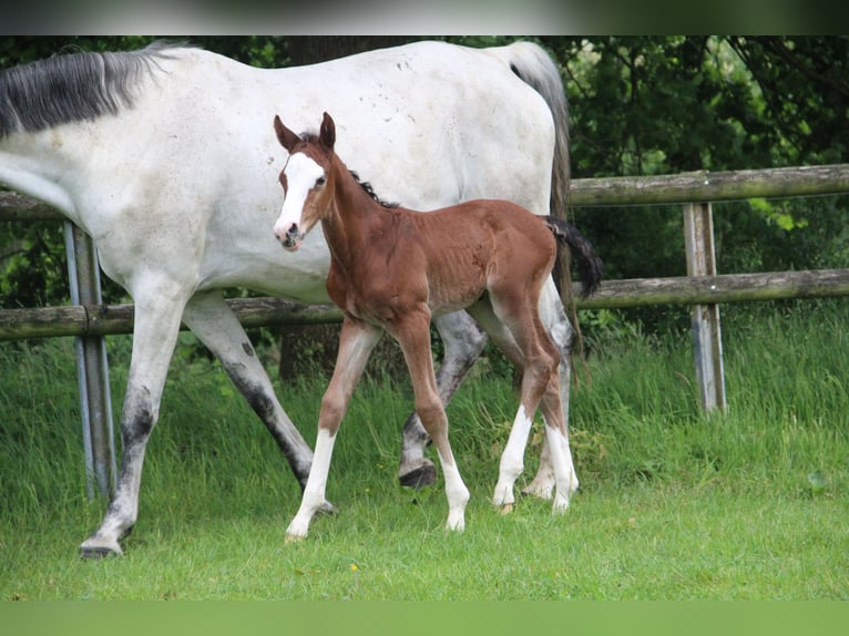Oldenburg-International (OS) Stallion  Brown in Seedorf