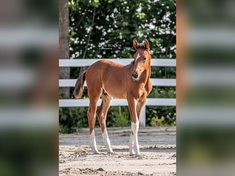 Oldenburg-International (OS) Stallion Foal (04/2025) Brown in Stadland