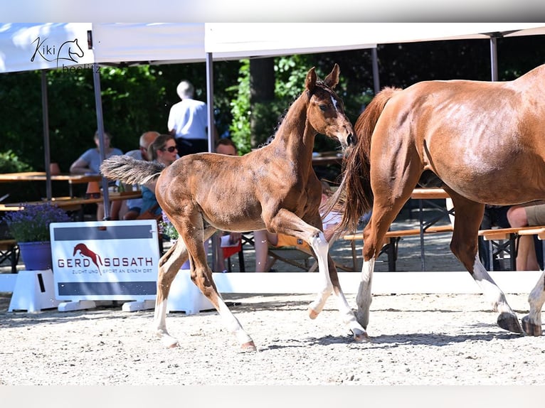 Oldenburg-International (OS) Stallion Foal (04/2025) Brown in Stadland