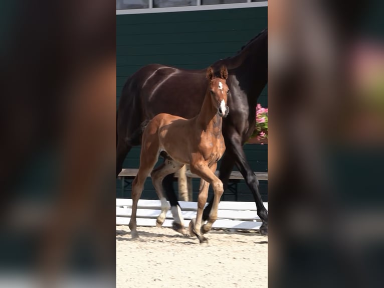 Oldenburg-International (OS) Stallion Foal (06/2025) Brown in Steinfeld (Oldenburg)