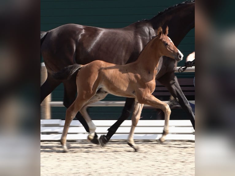 Oldenburg-International (OS) Stallion Foal (06/2025) Brown in Steinfeld (Oldenburg)