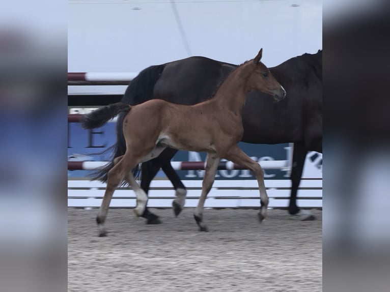 Oldenburg-International (OS) Stallion Foal (06/2025) Brown in Steinfeld (Oldenburg)