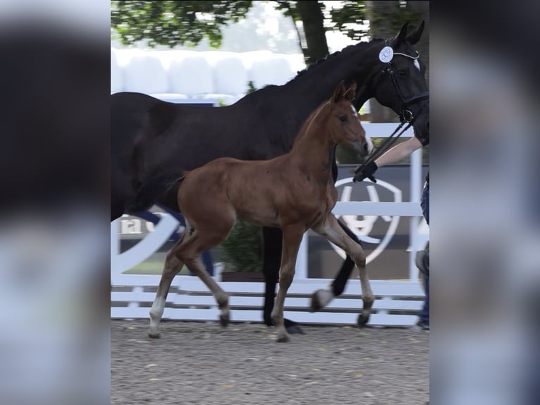 Oldenburg-International (OS) Stallion Foal (06/2025) Brown in Steinfeld (Oldenburg)