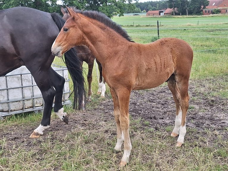Oldenburg-International (OS) Stallion  Brown in Stuhr