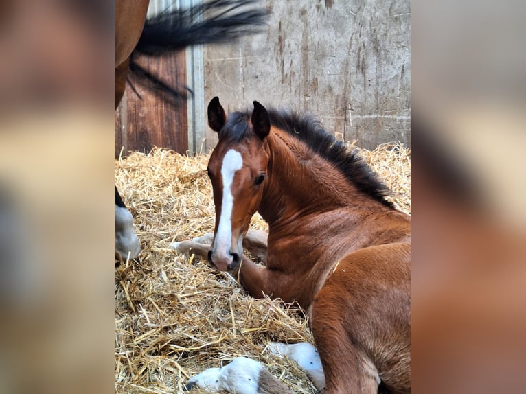 Oldenburg-International (OS) Stallion  Brown in Stuhr