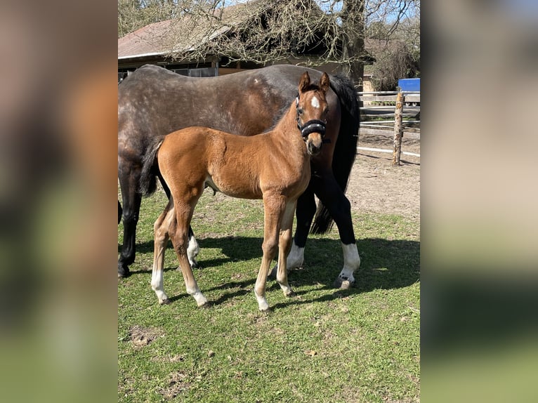 Oldenburg-International (OS) Stallion Foal (03/2025) Brown in Versmold