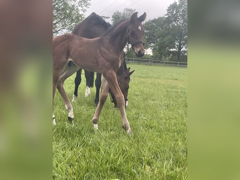 Oldenburg-International (OS) Stallion Foal (04/2026) Brown in Versmold