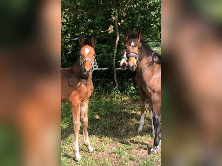Oldenburg-International (OS) Stallion Foal (03/2025) Brown in Versmold