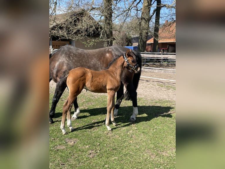 Oldenburg-International (OS) Stallion Foal (03/2025) Brown in Versmold