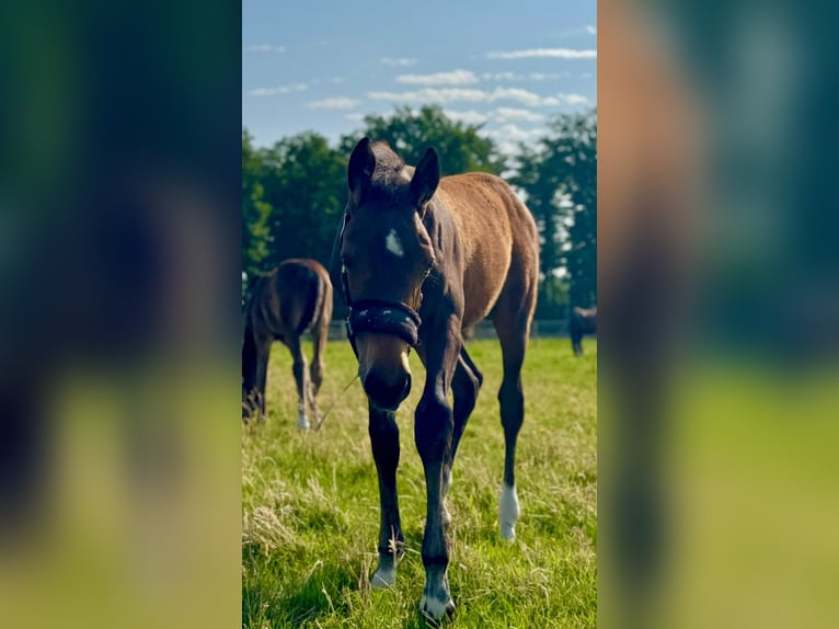 Oldenburg-International (OS) Stallion Foal (03/2025) Brown in Versmold