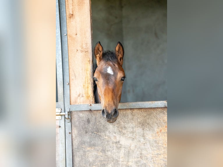 Oldenburg-International (OS) Stallion Foal (03/2025) Brown in Versmold