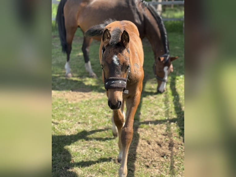 Oldenburg-International (OS) Stallion Foal (03/2025) Brown in Versmold
