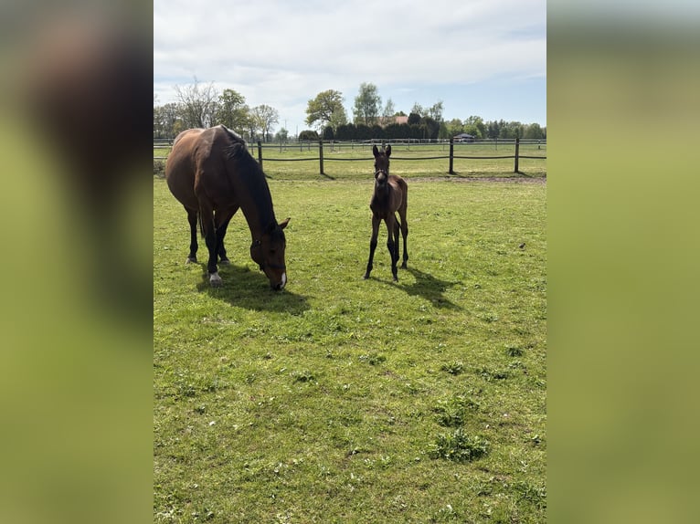 Oldenburg-International (OS) Stallion Foal (04/2026) Brown in Versmold