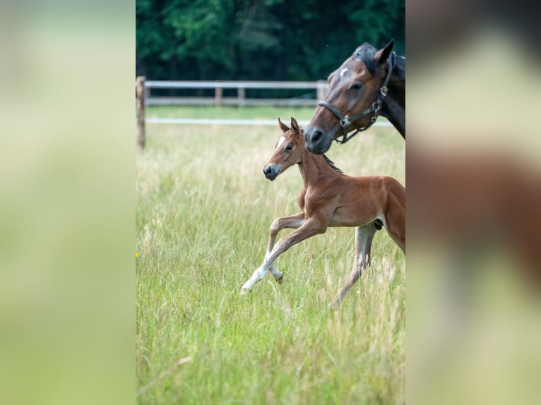 Oldenburg-International (OS) Stallion Foal (06/2025) Brown in Versmold
