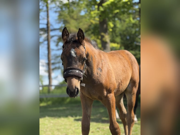 Oldenburg-International (OS) Stallion Foal (03/2025) Brown in Versmold