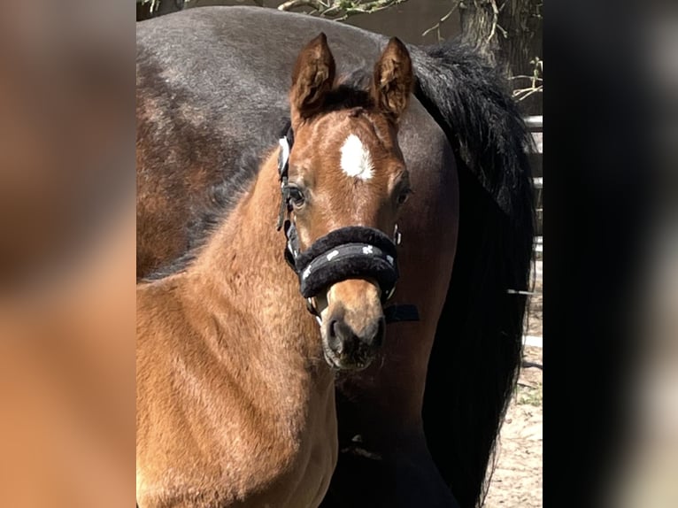 Oldenburg-International (OS) Stallion Foal (03/2025) Brown in Versmold