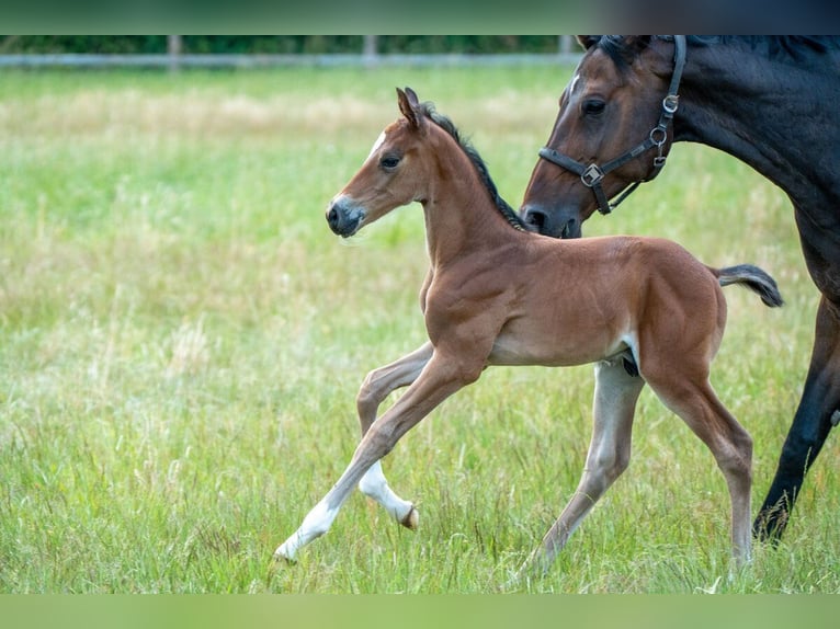 Oldenburg-International (OS) Stallion Foal (06/2025) Brown in Versmold
