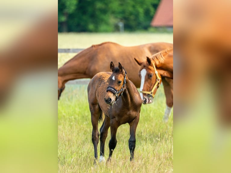 Oldenburg-International (OS) Stallion Foal (03/2025) Brown in Versmold