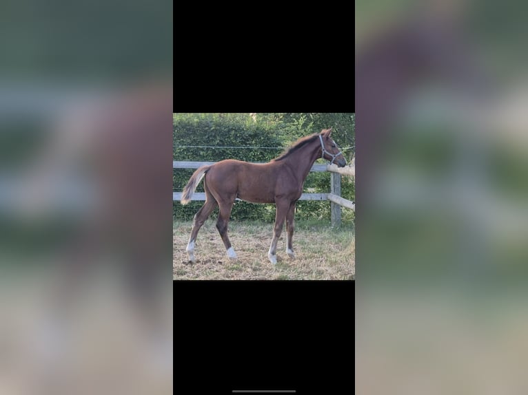 Oldenburg-International (OS) Stallion Foal (04/2026) Brown in Werdershausen
