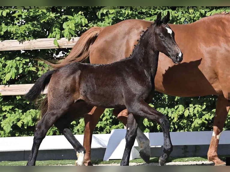 Oldenburg-International (OS) Stallion Foal (03/2025) Can be white in Bakum Oldenburg-International (OS) Stallion Foal (03/2025) Can be white in Bakum