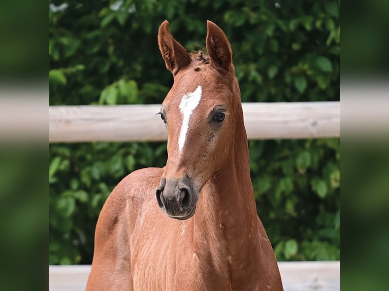 Oldenburg-International (OS) Stallion Foal (01/2025) Can be white in Dahlenburg