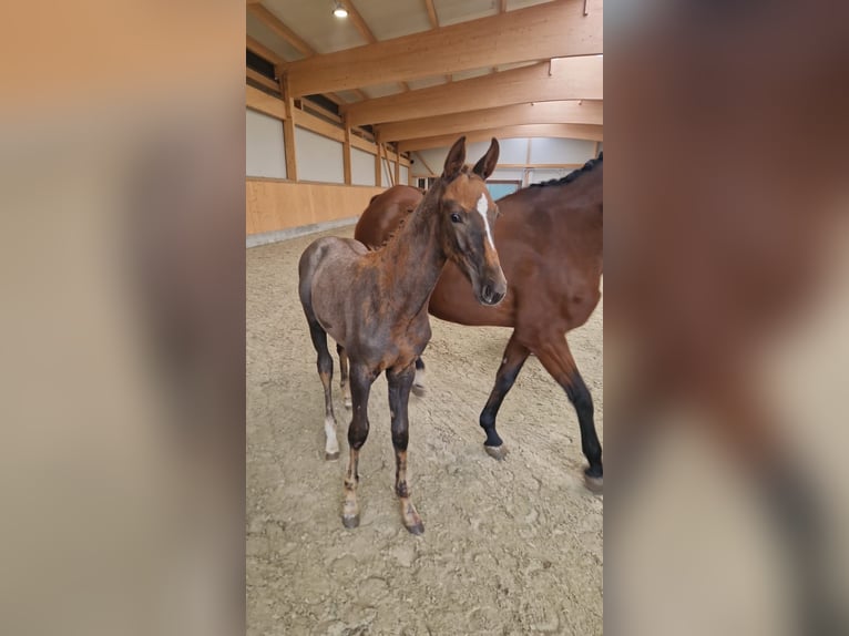 Oldenburg-International (OS) Stallion Foal (01/2025) Can be white in Dahlenburg