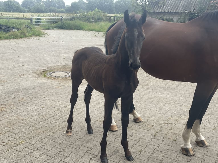 Oldenburg-International (OS) Stallion Foal (05/2025) Can be white in Lindern (Oldenburg)