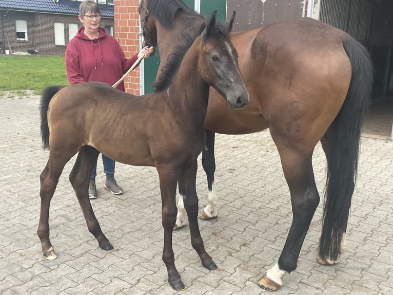 Oldenburg-International (OS) Stallion Foal (05/2025) Can be white in Lindern (Oldenburg)