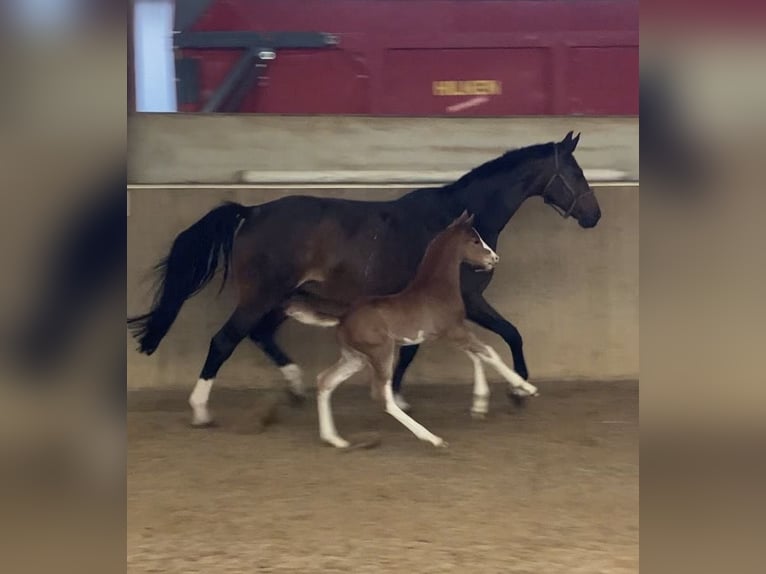 Oldenburg-International (OS) Stallion Foal (04/2026) Chestnut-Red in Ostbevern