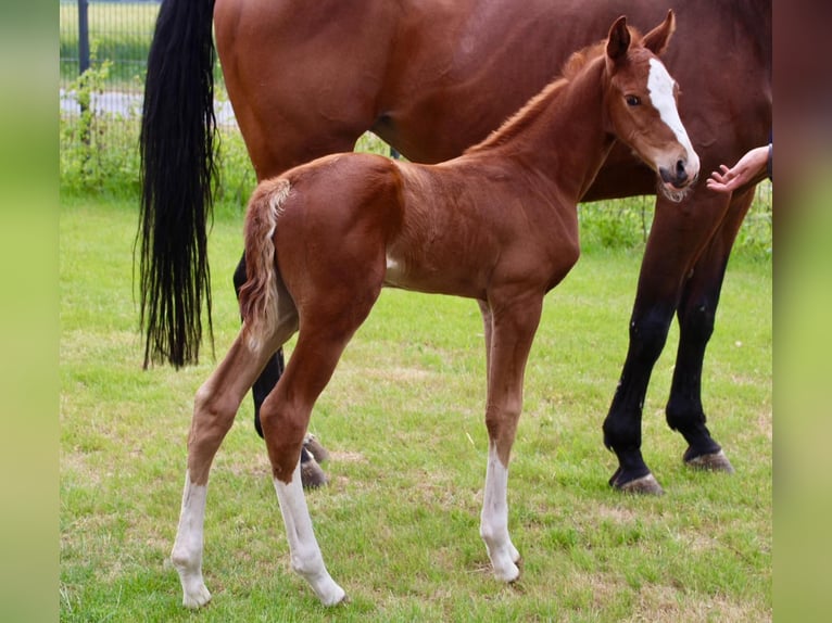 Oldenburg-International (OS) Stallion  Chestnut-Red in Emstek