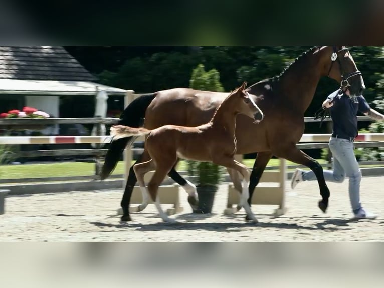 Oldenburg-International (OS) Stallion Foal (05/2025) Chestnut-Red in Emstek