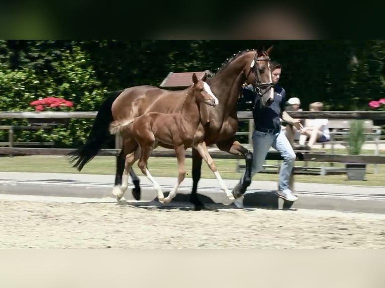 Oldenburg-International (OS) Stallion Foal (05/2025) Chestnut-Red in Emstek