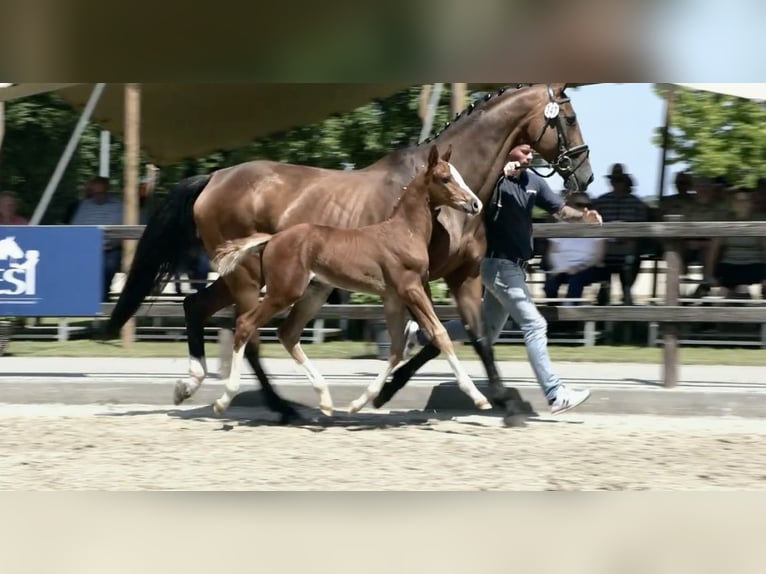 Oldenburg-International (OS) Stallion Foal (05/2025) Chestnut-Red in Emstek