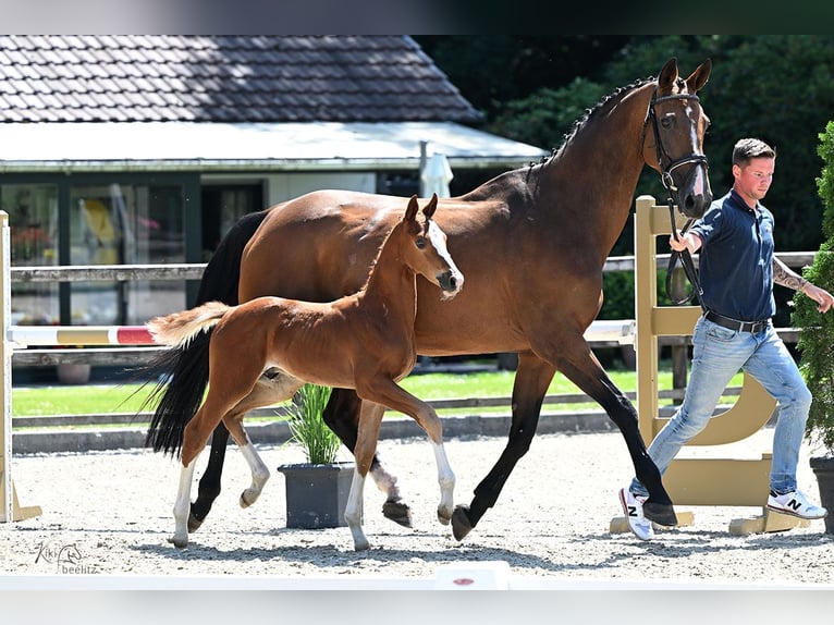Oldenburg-International (OS) Stallion Foal (05/2025) Chestnut-Red in Emstek