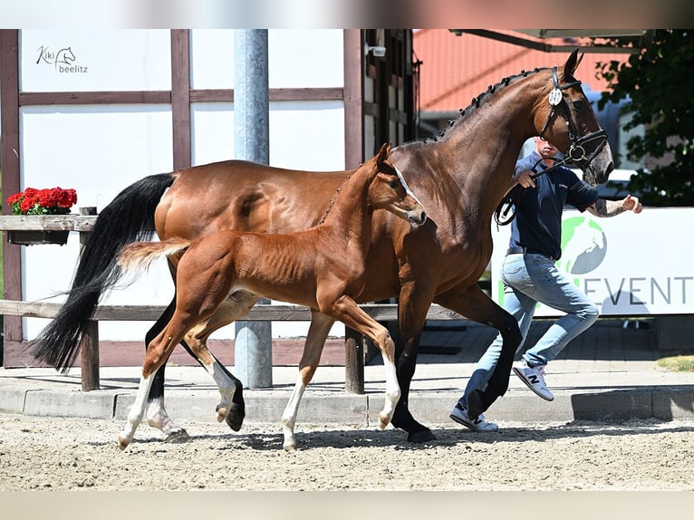 Oldenburg-International (OS) Stallion Foal (05/2025) Chestnut-Red in Emstek