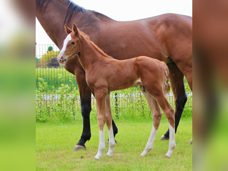 Oldenburg-International (OS) Stallion  Chestnut-Red in Emstek