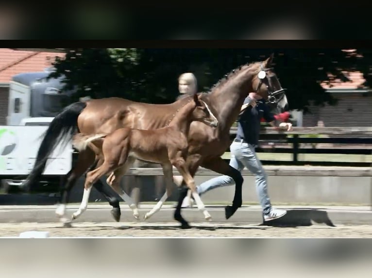 Oldenburg-International (OS) Stallion Foal (05/2025) Chestnut-Red in Emstek