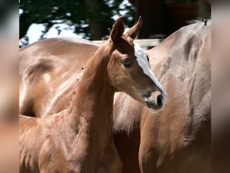 Oldenburg-International (OS) Stallion Foal (05/2025) Chestnut-Red in Emstek